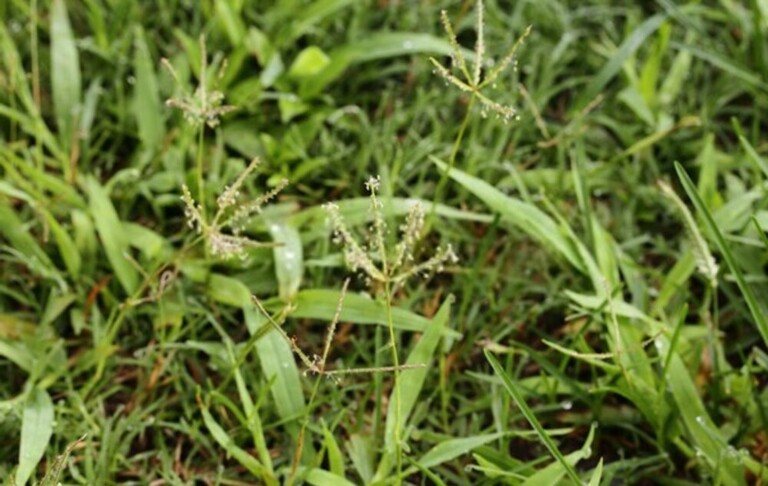 What Are The Different Types Of Grasses That Grow Best In Your Region?