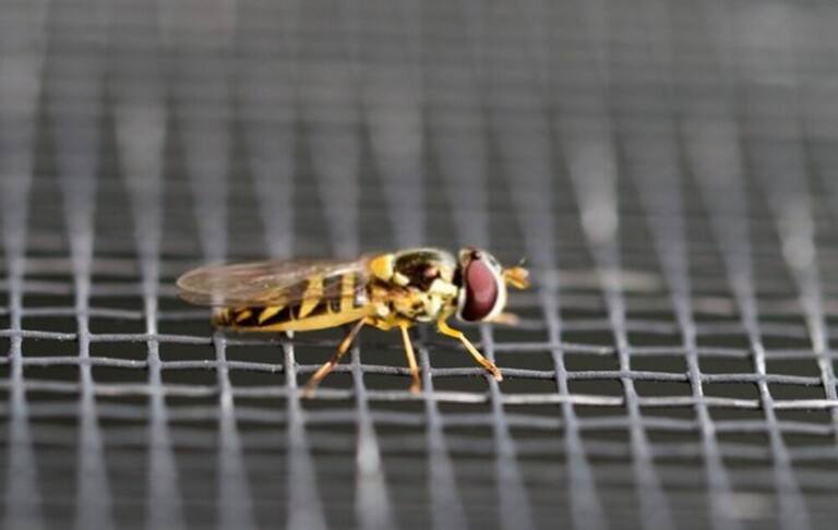 How To Get Rid Of Flies On The Patio? How To Get Rid Of Flies On The Patio?