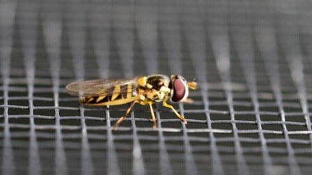 How To Get Rid Of Flies On The Patio? How To Get Rid Of Flies On The Patio?