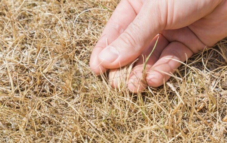 How To Revive A Dead Lawn? How To Revive A Dead Lawn?
