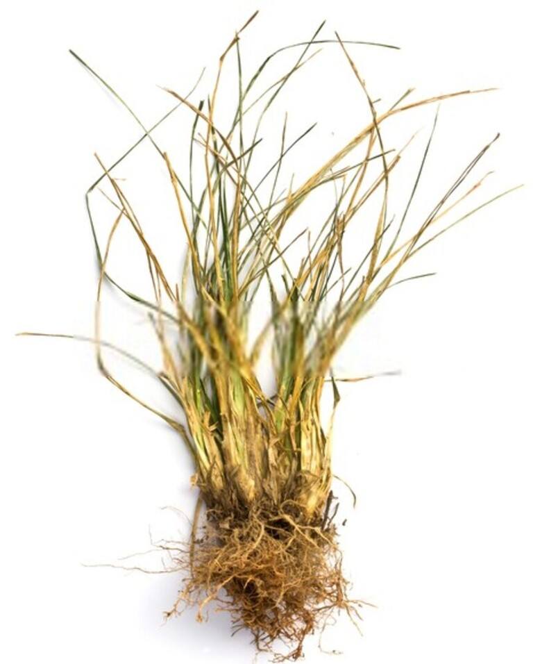 How To Revive A Dead Lawn? How To Revive A Dead Lawn?