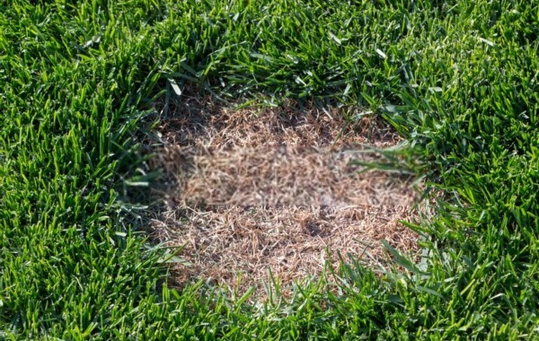 How To Revive A Dead Lawn? How To Revive A Dead Lawn?