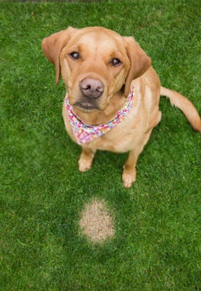 How To Revive A Dead Lawn? How To Revive A Dead Lawn?