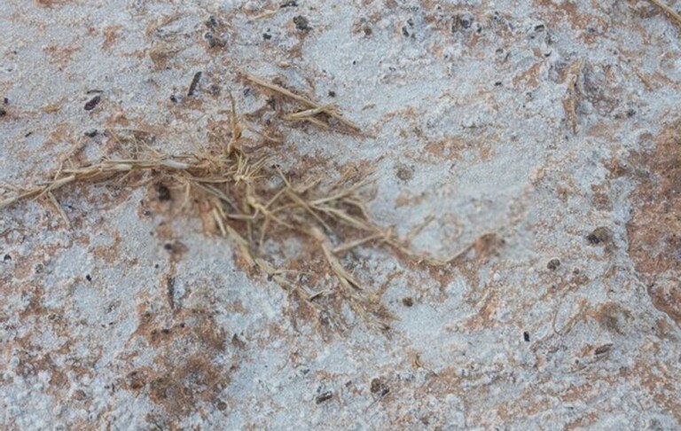 How To Revive A Dead Lawn?