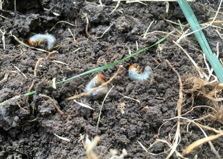 How To Revive A Dead Lawn? How To Revive A Dead Lawn?