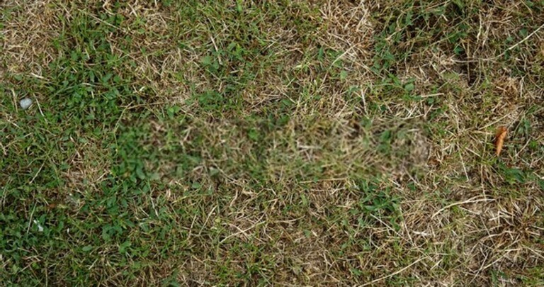 How To Revive A Dead Lawn? How To Revive A Dead Lawn?