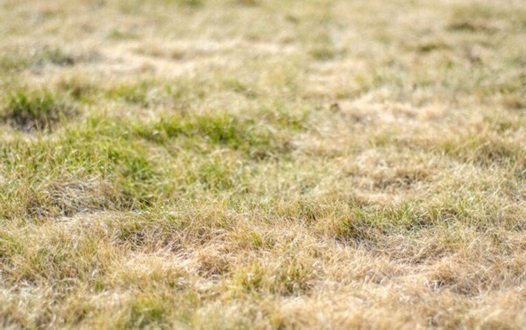 How To Revive A Dead Lawn?