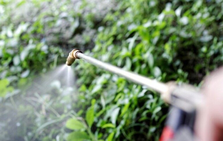 How To Revive A Dead Lawn?