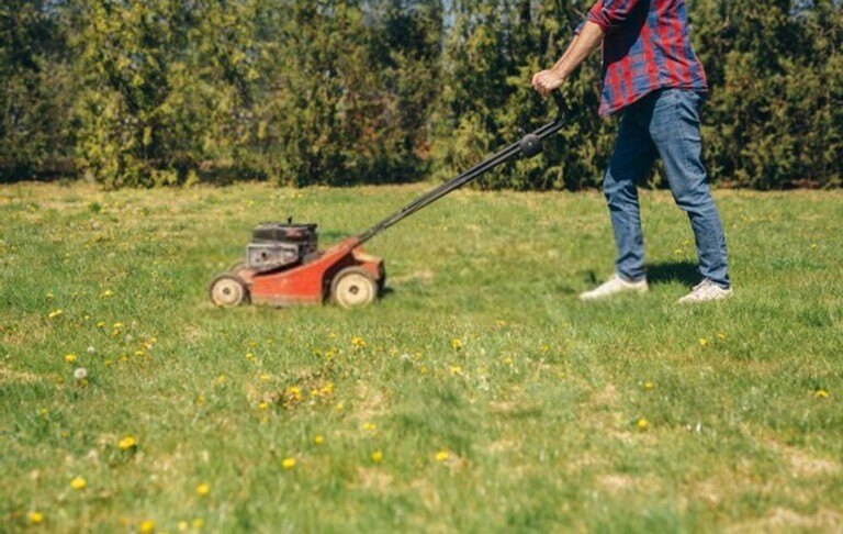 How To Revive A Dead Lawn?