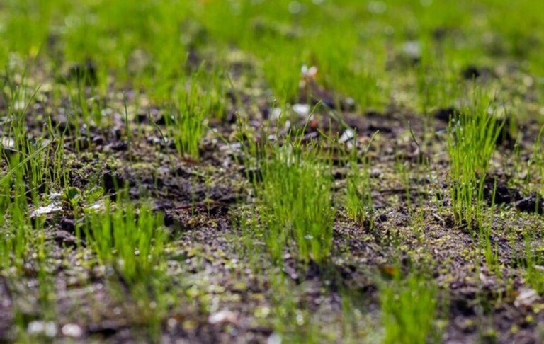 How To Revive A Dead Lawn? How To Revive A Dead Lawn?