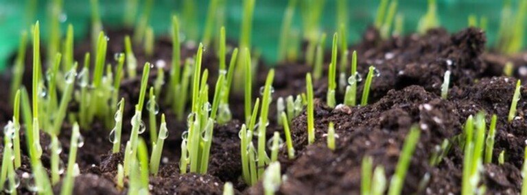 How To Revive A Dead Lawn?