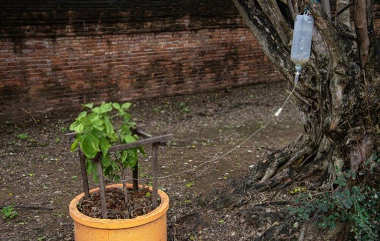 How To Care For Your Garden While On Vacation? How To Care For Your Garden While On Vacation?